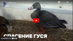 Новости от ТРК КВАНТ "Спасение гуся"