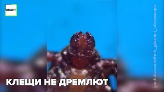 Клещи не дремлют