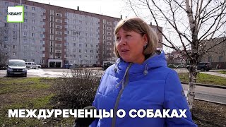 Междуреченцы о собаках