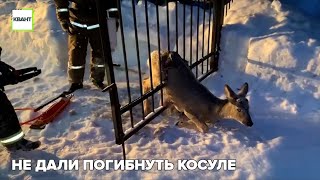 Не дали погибнуть косуле