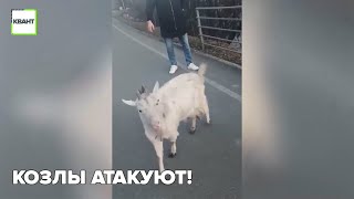 Козлы атакуют!