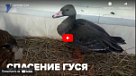 Новости от ТРК КВАНТ "Спасение гуся"
