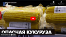 Новости от ТРК КВАНТ "Опасная кукуруза"