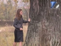 Экологи считают возраст междуреченских деревьев